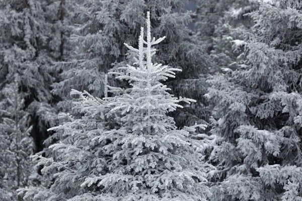 Rama de árboles cubierta por nieve pura — Foto de Stock