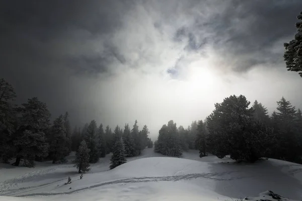 白い雪に覆われた霧の森の斜面 — ストック写真