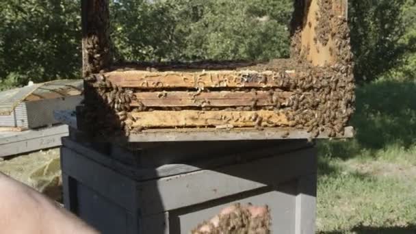 Honigbienen auf einem Bienenstock — Stockvideo