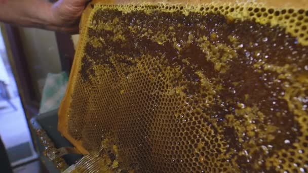 Abejas de miel en un racimo de colmenas — Vídeo de stock