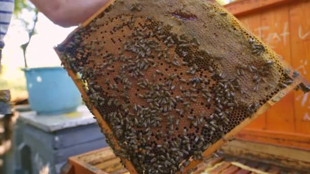 Abejas de miel en un racimo de colmenas — Vídeo de stock