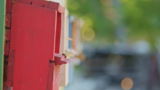 Abeilles mellifères sur un amas de ruches — Video