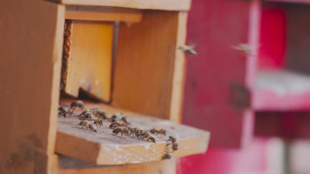 Abeilles mellifères sur un amas de ruches — Video