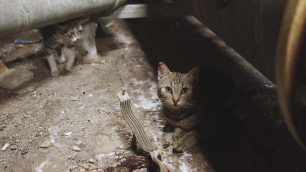 Catn callejero en el interior industrial — Vídeo de stock