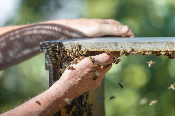 Honigbienen an der Hand der Imker — Stockfoto