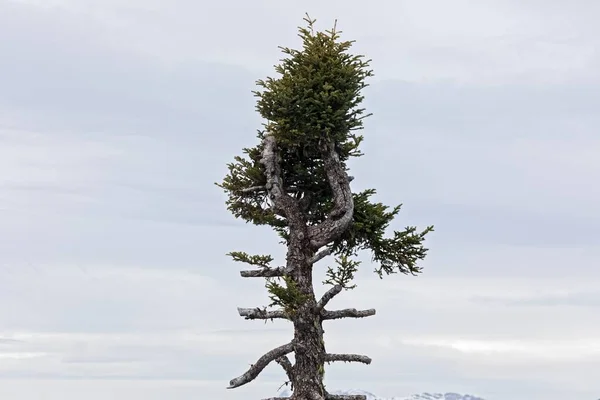 Té de pino solitario agains fondo nublado —  Fotos de Stock