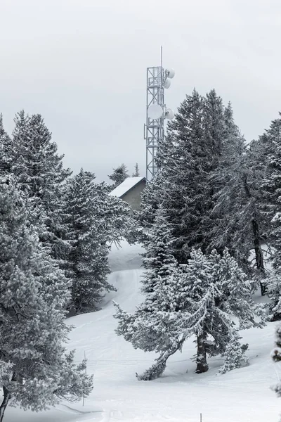 Rama de árboles cubierta por nieve pura — Foto de Stock
