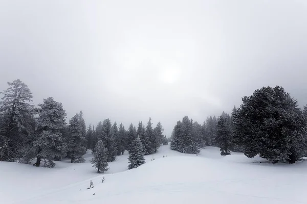 Floresta nebulosa com encostas cobertas de neve branca — Fotografia de Stock