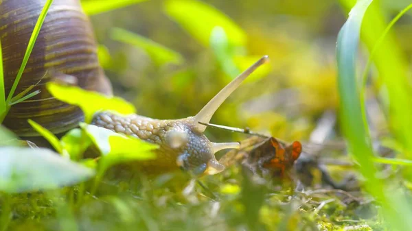 Šnek na makro úrovni země — Stock fotografie