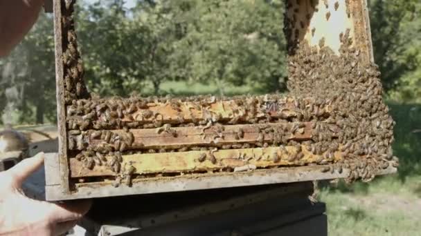 Abejas de miel en un racimo de colmenas — Vídeos de Stock