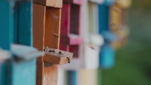 Abeilles mellifères sur un amas de ruches — Video