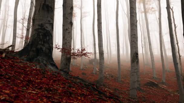 안개낀 숲 속의 가을 풍경 — 비디오