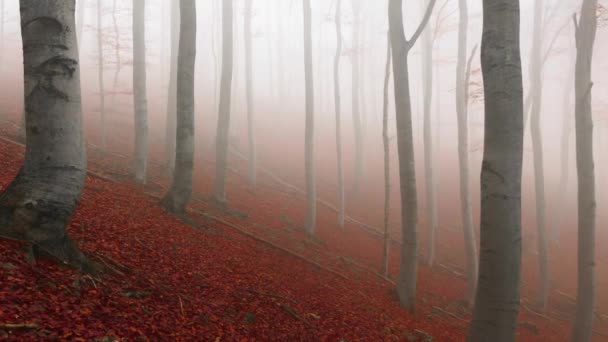 Осенний пейзаж в туманных лесных кадрах — стоковое видео