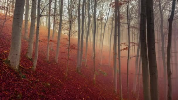 Paesaggio autunnale in nebbia foresta filmato — Video Stock
