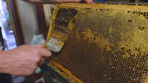 Abeilles mellifères sur un amas de ruches — Video