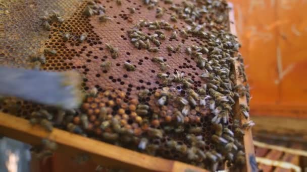 Abejas de miel en un racimo de colmenas — Vídeos de Stock