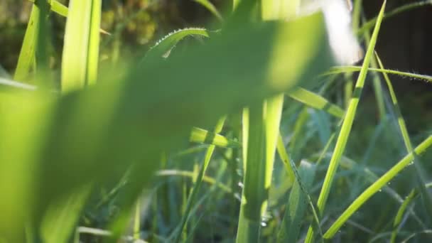 Gras met camera beweging close-up beelden — Stockvideo