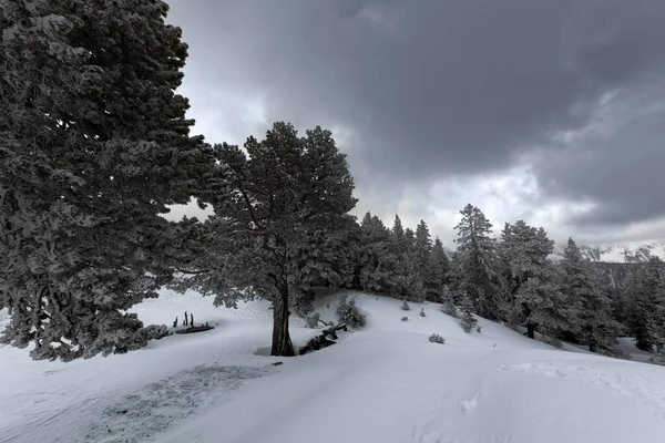 Foggy skog med vita snötäckta sluttningar — Stockfoto