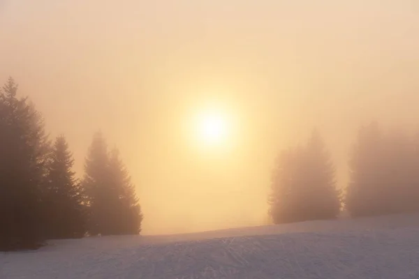 Alberi coperti di nebbia in montagna — Foto Stock