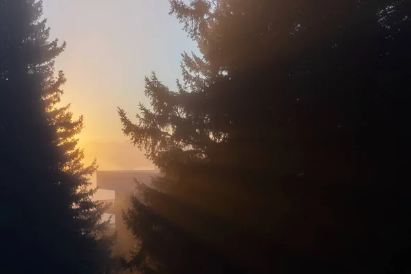 Niebla árboles cubiertos en las montañas —  Fotos de Stock