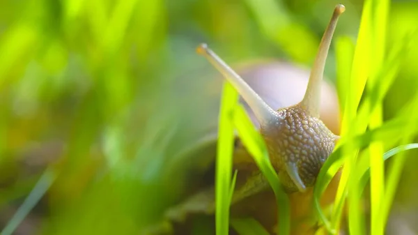 Snail on ground level macro photo — Stock Photo, Image