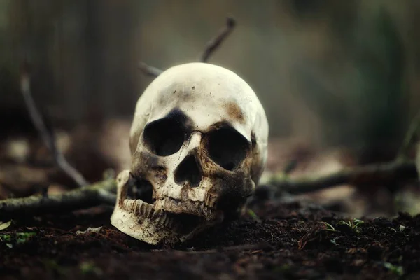 Decaying skull in the soil — Stock Photo, Image