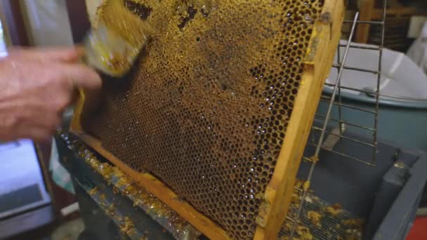 Honingbijen op een bijenkorf cluster — Stockvideo