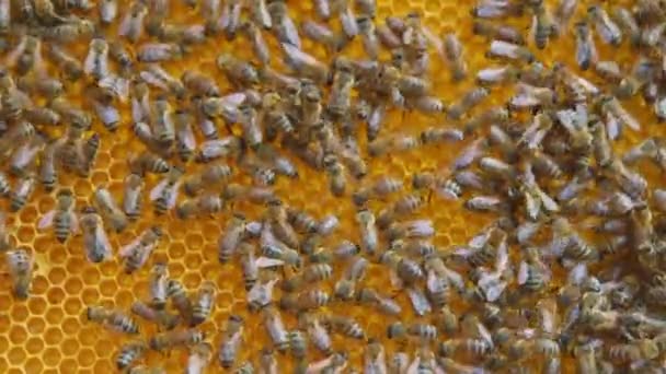 Kovan kümesinde bal arıları — Stok video
