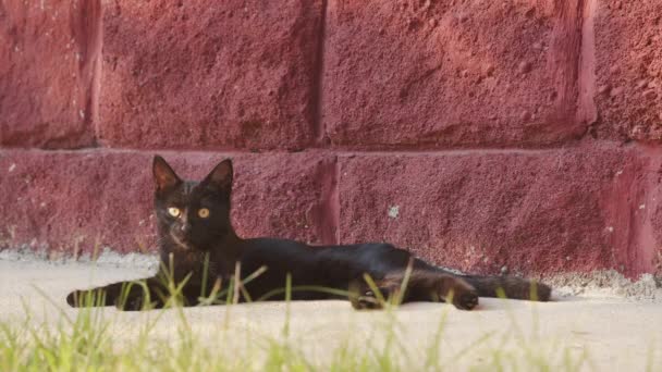 Jovem gato ao ar livre closeup imagens — Vídeo de Stock