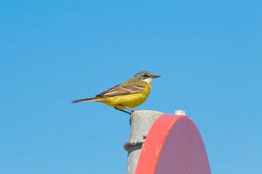 Lavandera boyera Motacilla flava sobre fondo azul
