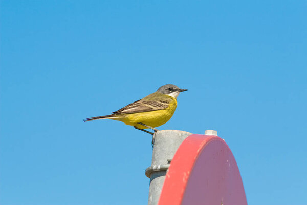 Lavandera boyera Motacilla flava sobre fondo azul