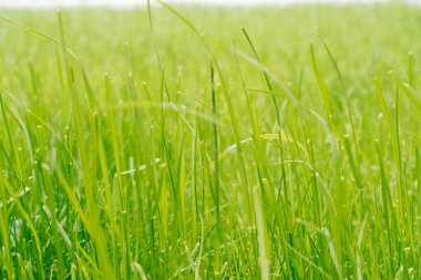 Sahada yeşil, parlak çimenler var. Güneşli bir yaz gününde arka plan için yeşiller.