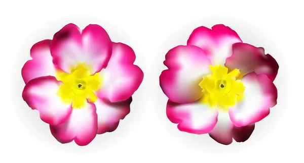 Colorful naturalistic pink white yellow primula isolated. Vector Stock Illustration
