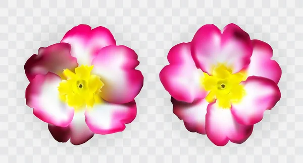 Colorful naturalistic pink white yellow primula on transparent b Vector Graphics