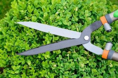 Elleri kesilmiş çalı makası.. 