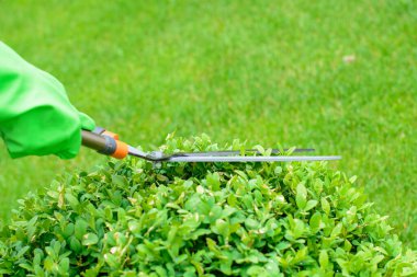 Elleri kesilmiş çalı makası.. 