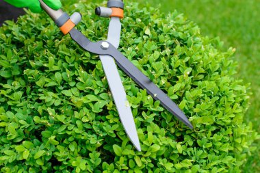 Elleri kesilmiş çalı makası.. 