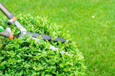 Elleri kesilmiş çalı makası.. 