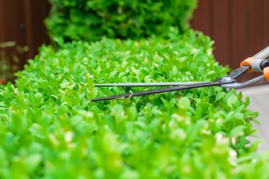 Elleri kesilmiş çalı makası.. 