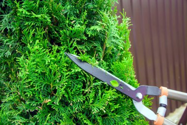 Elleri kesilmiş çalı makası.. 