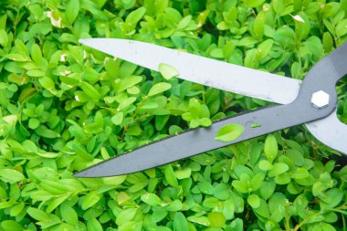 Elleri kesilmiş çalı makası.. 