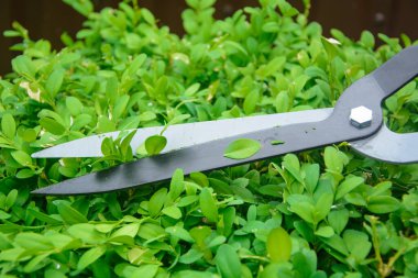 Elleri kesilmiş çalı makası.. 