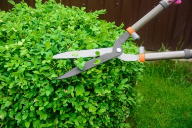 Elleri kesilmiş çalı makası.. 