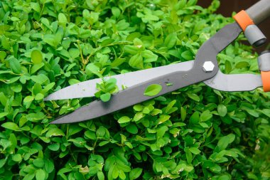 Elleri kesilmiş çalı makası.. 