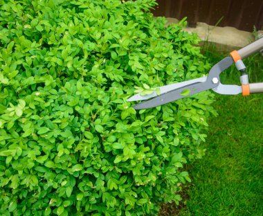 Elleri kesilmiş çalı makası.. 