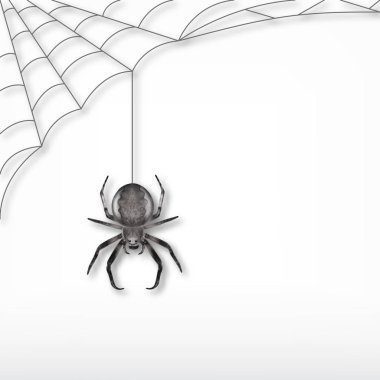 Siyah örümcek ve web