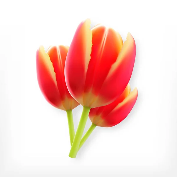 Realistic flower tulip