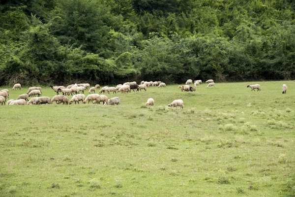 Flock of sheep in the pasture in Buzau - Moldova, Romania - Romanian countryside