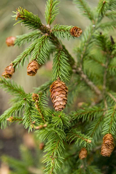 Picea Abies Pusch Norway Spruce Species Spruce Native Northern Central — Stock Photo, Image