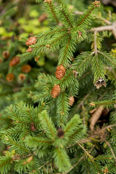 Picea Abies Pusch Κωνοφόρα Νορβηγίας Είναι Ένα Είδος Έλατο Που — Φωτογραφία Αρχείου